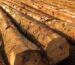 Oak Wood: Everything You Need to Know Before Making a Purchase