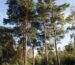Pine Wood: Characteristics, Advantages, and Applications