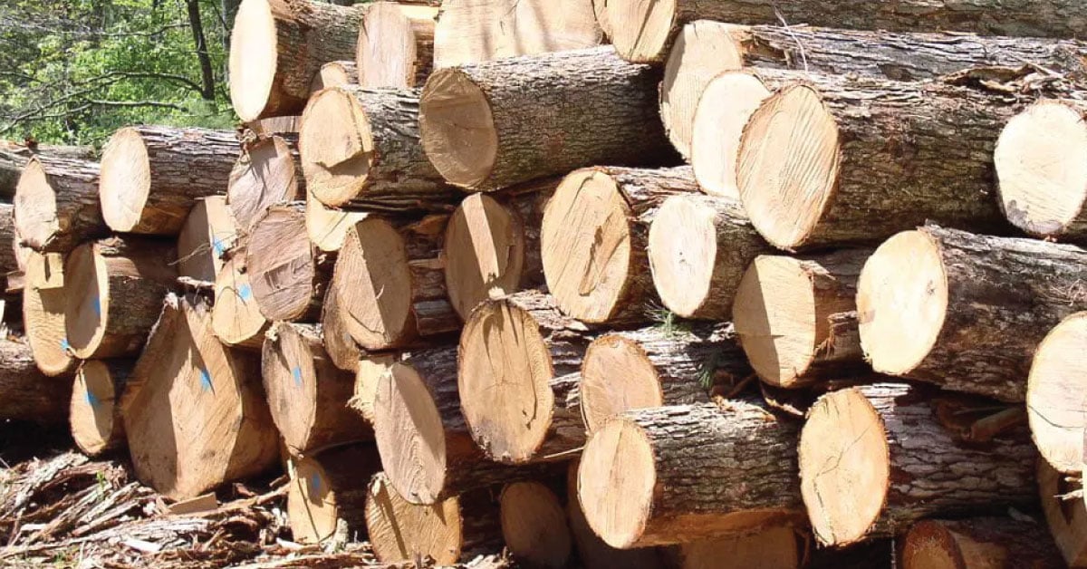 Pine Wood: Characteristics, Advantages, and Applications